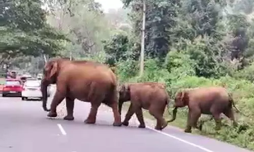 வாகனங்களை வழிமறித்த காட்டு யானை கூட்டங்களால் பரபரப்பு