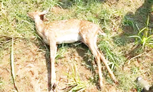 காயங்களுடன் மீட்கப்பட்ட மான் சாவு