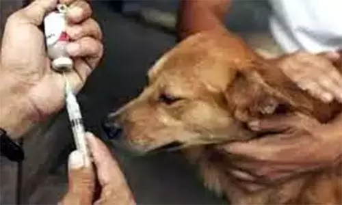 வளர்ப்பு நாய்களுக்கு இலவச வெறிநோய் தடுப்பூசி