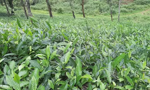 கூடலூர், பந்தலூரில் பச்சை தேயிலை விளைச்சல் பாதிப்பு