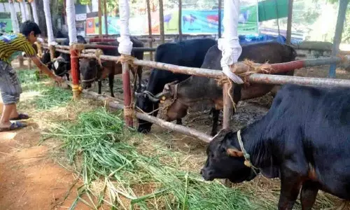 கால்நடைகளுக்கு மானிய விலையில் தீவனம் வழங்க வேண்டும் - கால்நடை வளர்ப்போர் கோரிக்கை