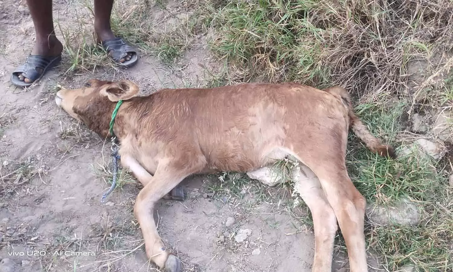 காங்கயம் அருகே ஊருக்குள் புகுந்து ஆடு, மாடுகளை கடித்து கொன்ற சிறுத்தை கூண்டு வைத்து பிடிக்க வனத்துறையினர் தீவிரம் காங்கயம் அருகே ஊருக்குள் புகுந்து ஆடு, மாடுகளை கடித்து கொன்ற சிறுத்தை கூண்டு வைத்து பிடிக்க வனத்துறையினர் தீவிரம்