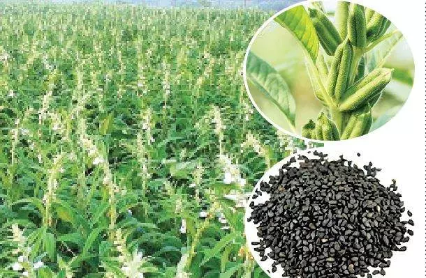 மழை இல்லாததால் எள் விதைப்பு செய்த விவசாயிகள் ஏமாற்றம் மழை இல்லாததால் எள் விதைப்பு செய்த விவசாயிகள் ஏமாற்றம்