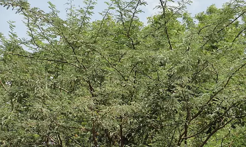 கருவேல, தைல  மரங்களை அடியோடு அகற்ற வேண்டும்