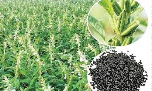 மழை இல்லாததால் எள் விதைப்பு செய்த விவசாயிகள் ஏமாற்றம்