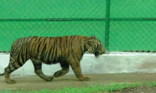 வனத்துறையினர் அளித்த பயிற்சியால் தனித்து வேட்டையாட தயாரான புலி- காட்டில் விட நடவடிக்கை