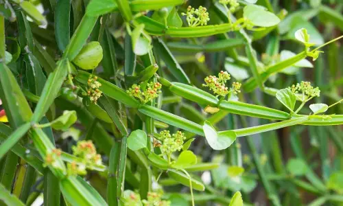 பிரண்டை செடியை  உதாசீனம் செய்யாதீர்கள்...