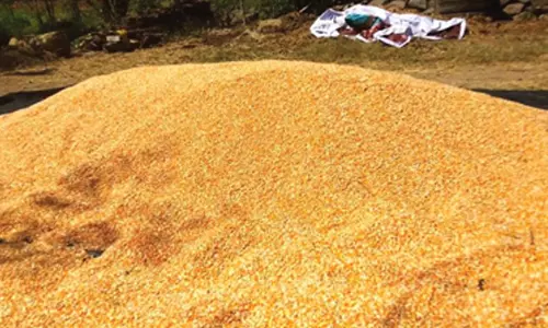 வாழப்பாடி பகுதியில் மக்காச்சோளம் விலை உயர்வை எதிர்பார்த்து காத்திருக்கும் விவசாயிகள்