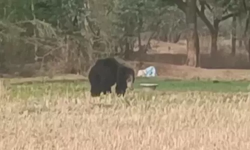 செஞ்சி அருகே   விளை நிலங்களில் நடமாடி வரும் கரடியால் விவசாயிகள் அச்சம்: கூண்டு வைத்து பிடிக்க வனத்துறை ஏற்பாடு