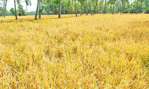 களக்காடு அருகே தோட்டத்துக்குள் புகுந்து நெற்பயிர்களை நாசப்படுத்திய காட்டுப்பன்றிகள்