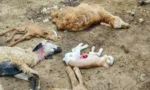 மேட்டூர் அருகே தொடர்ந்து அட்டகாசம் செய்யும்  மர்ம விலங்கு