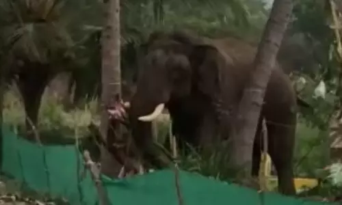 விவசாய தோட்டத்தில் அட்டகாசம் செய்த யானை