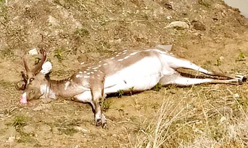 வாகனம் மோதி மான் சாவு