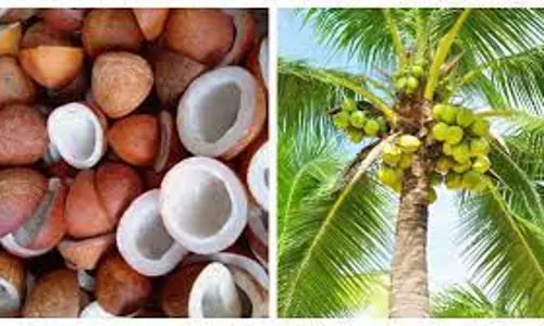 குறைந்தபட்ச ஆதார விலையில் தேங்காய் கொள்முதல்