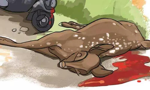 காங்கயம் அருகே வாகனம் மோதியதில் புள்ளிமான் உயிரிழப்பு