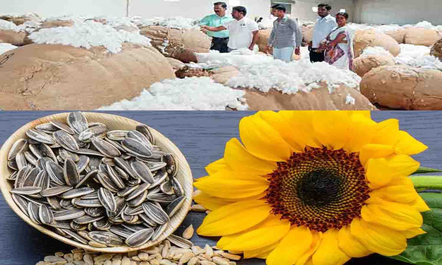 வெள்ளகோவில்-மூலனூரில் ரூ.1.60 கோடிக்கு சூரியகாந்தி விதை-பருத்தி விற்பனை