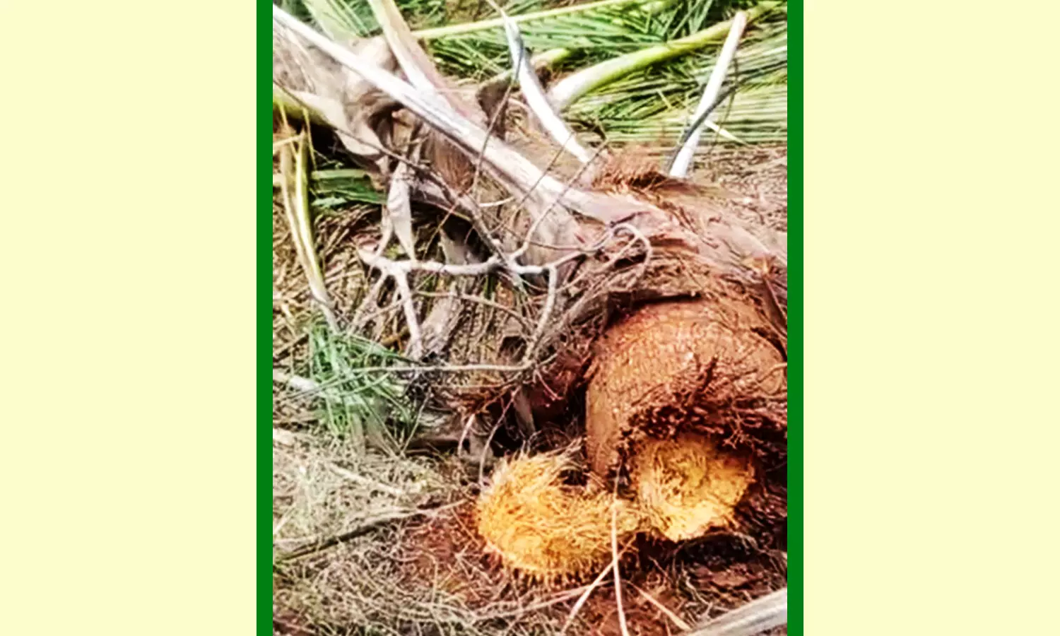 திருக்குறுங்குடி அருகே ஒற்றை யானை அட்டகாசம் -  தென்னை மரங்களை சாய்த்தது