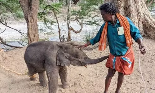 தாயை பிரிந்த மேலும் ஒரு குட்டி யானையை பராமரிக்க தயாரான பாகன் தம்பதி