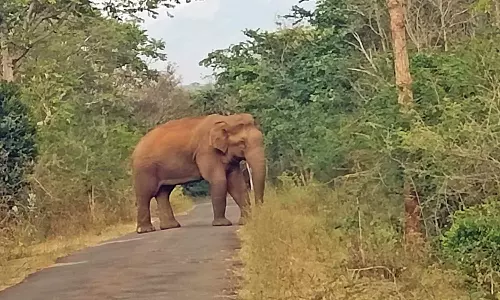 மேகமலை வனப்பகுதியில் தனியார் எஸ்டேட் அருகே இறந்து கிடந்த பெண் யானை - அதிகாரிகள் விசாரணை