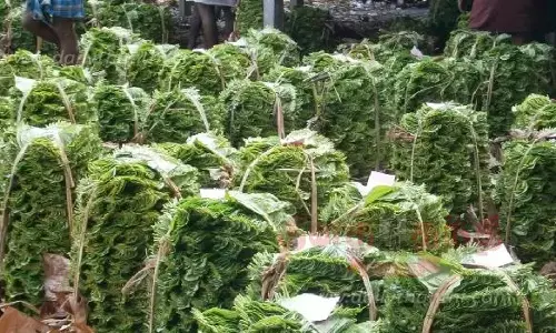 வரத்துக் குறைவால் வெற்றிலை விலை உயர்வு