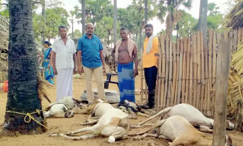 சாயல்குடி அருகே இடி தாக்கி 8 ஆடுகள் சாவு