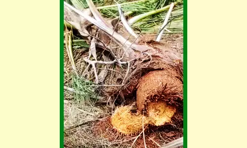 திருக்குறுங்குடி அருகே ஒற்றை யானை அட்டகாசம் -  தென்னை மரங்களை சாய்த்தது