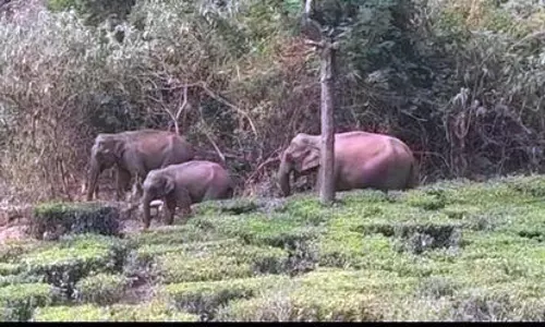காட்டேரிப் பகுதியில் முகாமிட்டுள்ள 3 காட்டு யானைகள்
