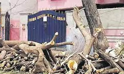 அனுமதி இல்லாமல் மரம் வெட்டிய தொழிலாளி சிக்கினார்