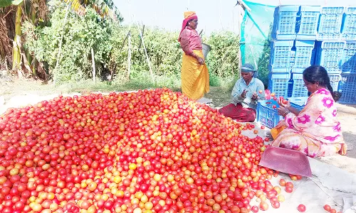 விளைச்சல் அதிகரிப்பால்  தக்காளி விலை குறைவு