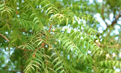 அவினாசியில் வேப்ப மரங்கள் வெட்டி கடத்தல்