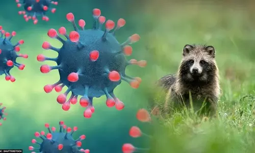 சீனாவின் இறைச்சி கூடத்தில் ரக்கூன் வகை நாய்களில் கொரோனா வைரஸ் கண்டுபிடிப்பு