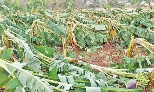 தாளவாடியில் சூறாவளி காற்றுடன் கனமழை- மரங்கள் முறிந்து விழுந்து போக்குவரத்து பாதிப்பு