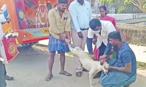 கீழ்வேளூர் பகுதியில் சாலையில் சுற்றி திரிந்த நாய்களுக்கு தடுப்பூசி