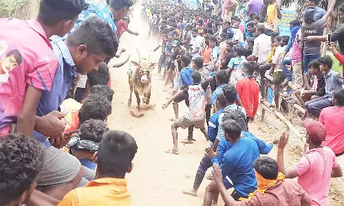 அணைக்கட்டு சீலேரி கிராமத்தில் காளைகள் முட்டி 14 பேர் காயம்