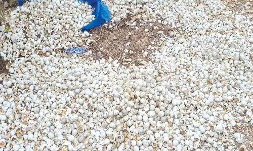 கிராமப் பகுதியில் ஆயிரக்கணக்கான அழுகிய வாத்து முட்டைகள் வீச்சு