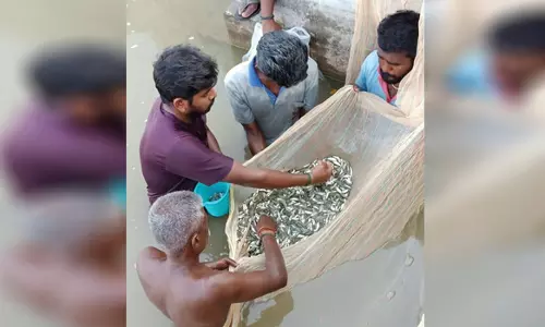 மேட்டூர் அரசு பண்ணையில்18.72 கோடி மீன் குஞ்சுகள் உற்பத்தி