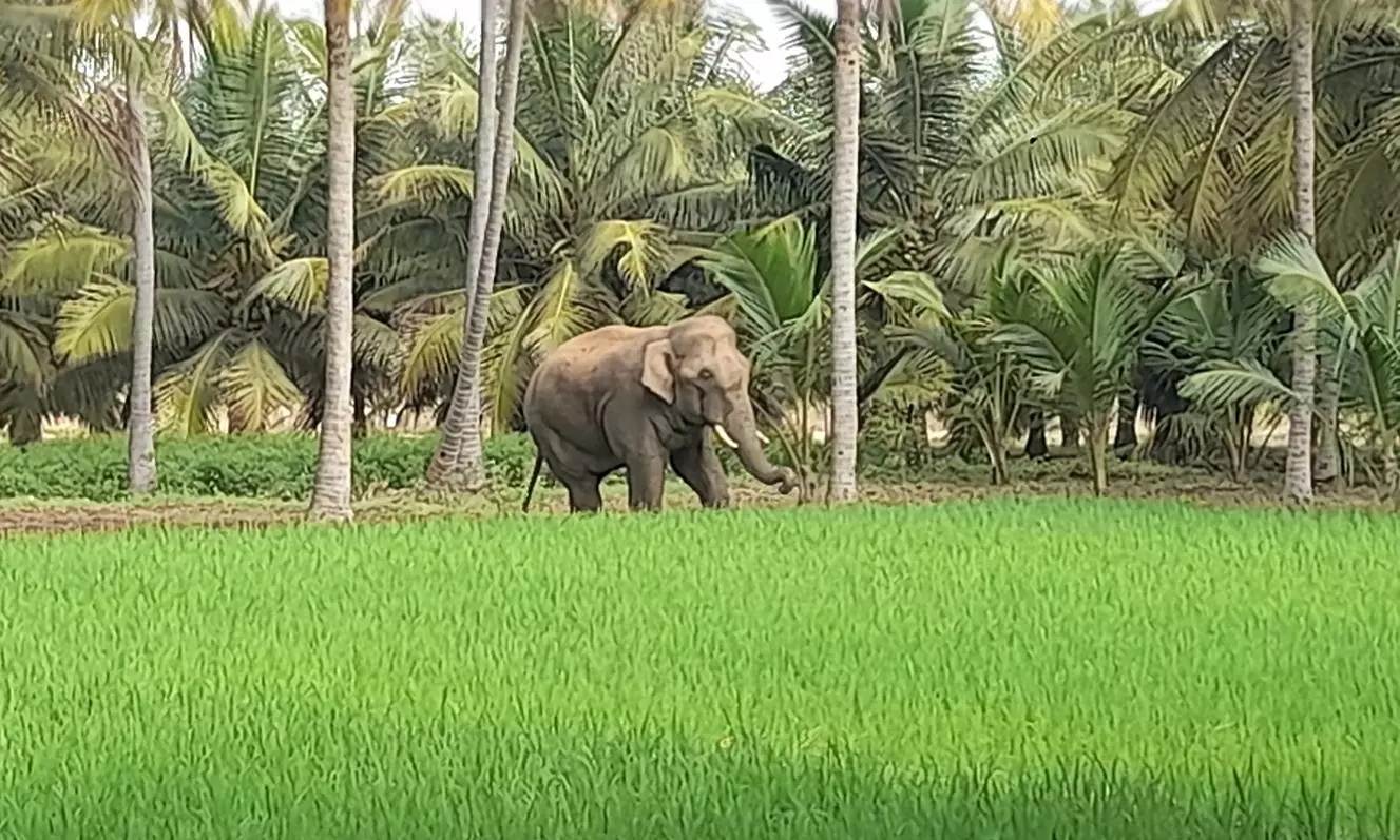 வனத்தை விட்டு யானைகள் ஊருக்குள் வருவதை வனத்துறையினர் கண்காணிக்க வேண்டும்