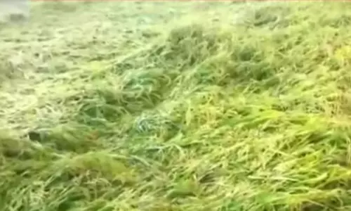 பலத்த மழையால் ஆந்திராவில் 2 லட்சம் ஏக்கர் விவசாய பயிர்கள் சேதம்