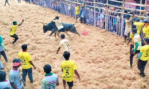 ஜல்லிக்கட்டு போட்டி