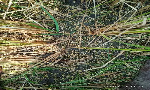 வெம்பாக்கம்- செய்யாறு பகுதியில் திடீர் ஆலங்கட்டி மழை