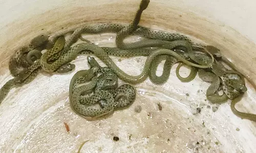 கழிவுநீர் கால்வாயில் படையெடுத்த 25 பாம்புகள்