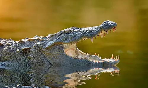 ஆற்றை கடக்க முயன்றபோது பரிதாபம்: முதலை தாக்கியதில் நீரில் மூழ்கி 3 பேர் பலி- 5 பேர் மாயம்