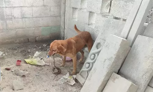 ஓசூரில் பாம்பை கடித்து குதறிய வளர்ப்பு நாய்