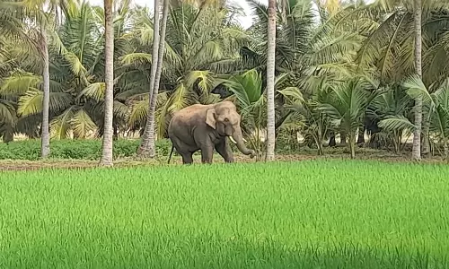 வனத்தை விட்டு யானைகள் ஊருக்குள் வருவதை வனத்துறையினர் கண்காணிக்க வேண்டும்