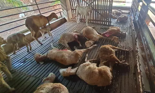 மர்ம விலங்கு கடித்து  குதறியதில் 11 ஆடுகள் பலி