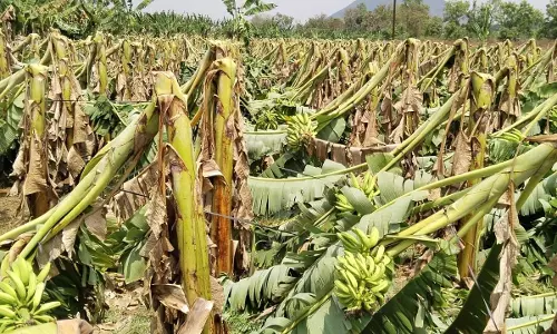 சிறுமுகையில் 40 ஆயிரம் வாழைகள் முறிந்து சேதம்