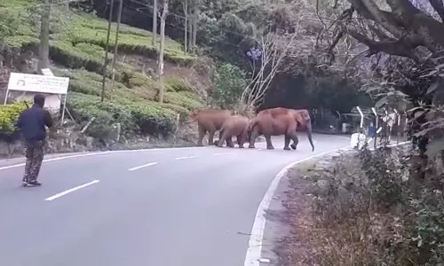 குன்னூர்- மேட்டுப்பாளையம் சாலையில் ரோட்டை கடந்து சென்ற யானைகளால் ஒரு மணி நேரம் போக்குவரத்து நிறுத்தம்