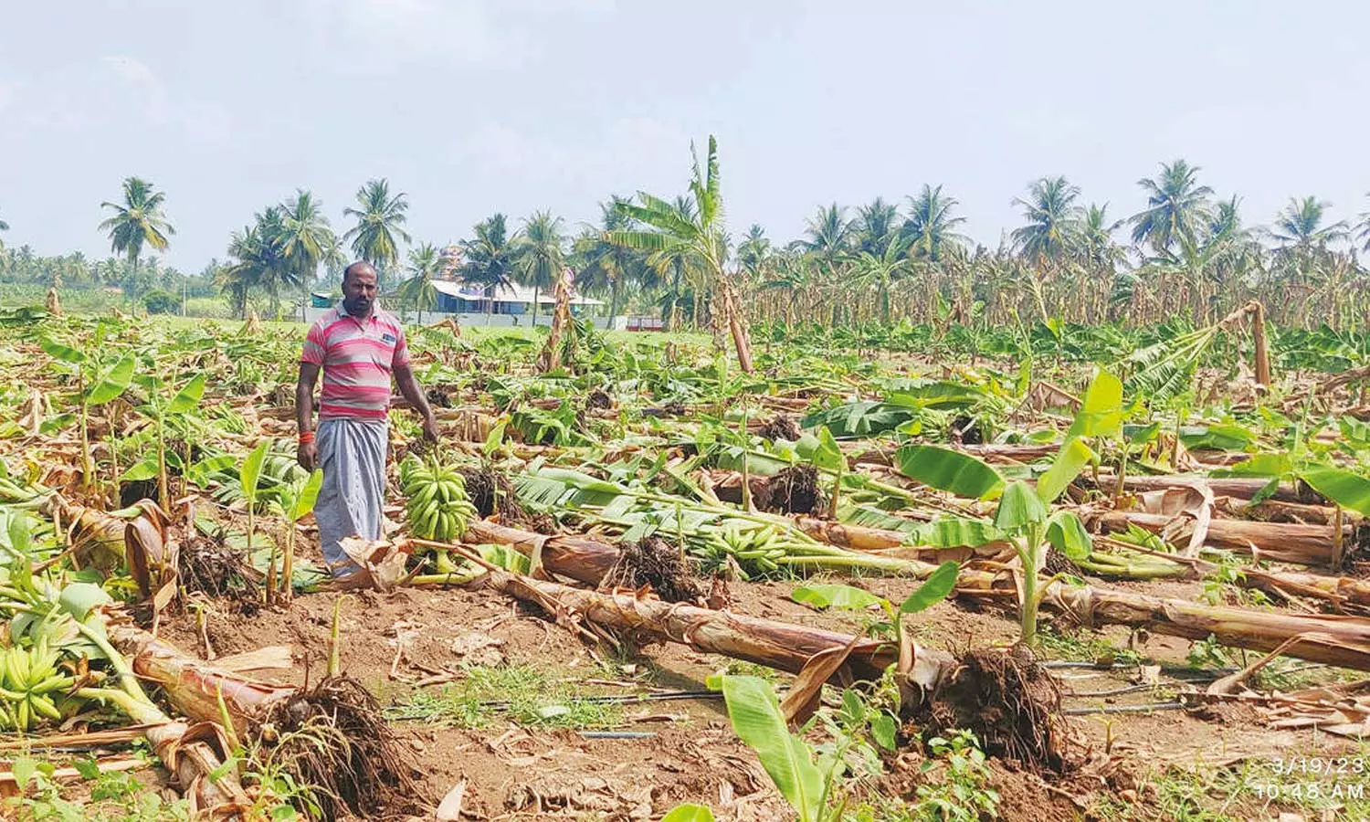 தமிழகத்தில் பரவலாக மழை- ஈரோட்டில் சூறாவளிக்காற்றால் வாழைகள், தென்னை மரங்கள் சேதம் தமிழகத்தில் பரவலாக மழை- ஈரோட்டில் சூறாவளிக்காற்றால் வாழைகள், தென்னை மரங்கள் சேதம்