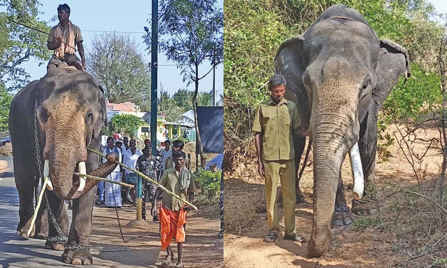 கருப்பன் யானையை பிடிக்க முதுமலை புலிகள் காப்பகத்தில் இருந்து 2 கும்கி யானைகள் வரவழைப்பு