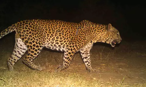 சிறுத்தை நடமாட்டம் - ஊதியூரில் வனத்துறையினர் தொடர்ந்து கண்காணிப்பு